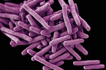 the-pathogenic-capacity-of-the-tubercle-bacillus-is-related-to: