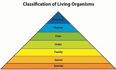 which-group-of-organisms-is-most-closely-related-to-land-plants?