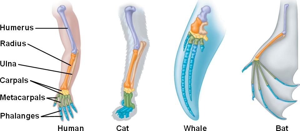 in-evolution,-the-study-of-vertebrate-forelimbs-is-related-to-_______-evidence.