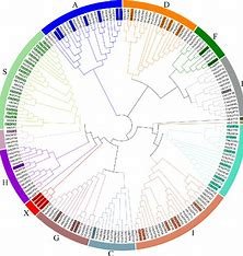 according-to-the-cladogram-shown,-which-organism-is-most-closely-related-to-arabidopsis?