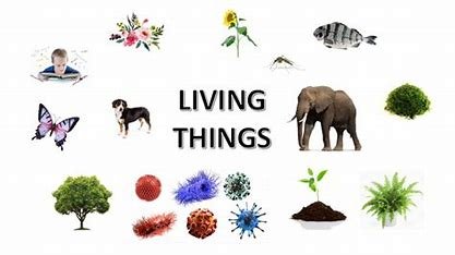 give-an-example-of-how-structure-is-related-to-function-in-living-things