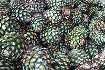 is-agave-related-to-pineapple