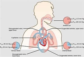 the-pressure-required-to-inflate-an-alveolus-is-inversely-related-to: