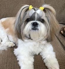 is-the-shih-tzu-closely-related-to-the-wolf