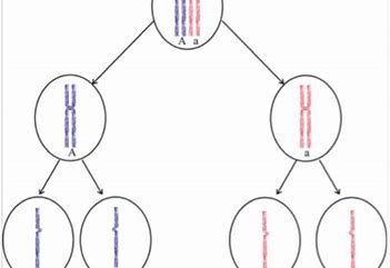 how-is-meiosis-related-to-gamete-formation