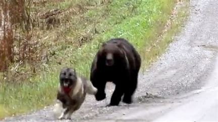 is-a-bear-related-to-a-dog