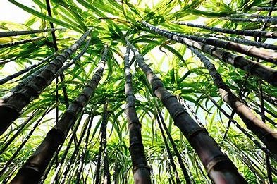is-sugarcane-related-to-bamboo
