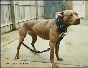 is-bang-chan-related-to-pitbull