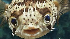 corinne-fish-cause-of-death