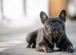 common-causes-of-death-in-french-bulldogs